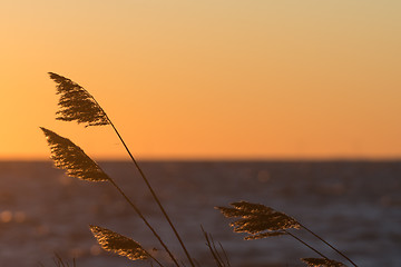 Image showing Reed flowers by a golden sky