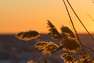 Image showing Fluffy reed flowers by sunset