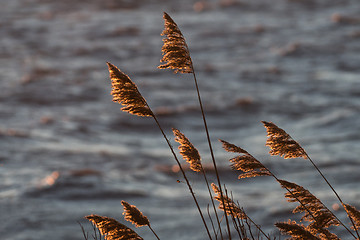 Image showing Golden dry reed flowers