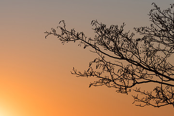 Image showing Alder tree branches by sunset