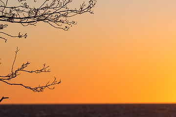 Image showing Tree branches by sunset