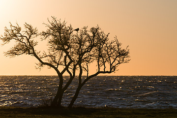 Image showing Tree silhouette with a bird in the top