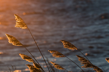 Image showing Fluffy reeds flowers