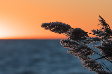 Image showing Fluffy reed flowers by a golden sky