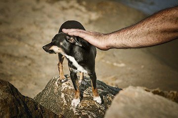 Image showing Man Caresses a Dog