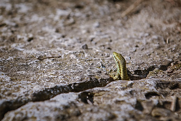 Image showing Lizard Looking out of a Crevice