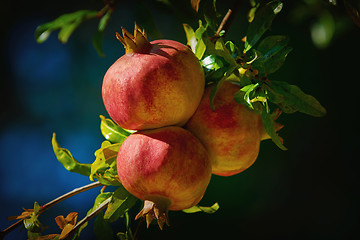 Image showing Mature Pomegranate Fruits