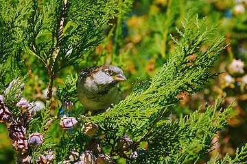 Image showing Sparrow on a Thuja
