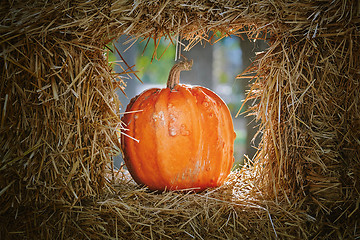 Image showing Pumpkins in a Hay 