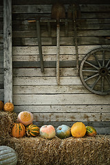 Image showing Pumpkins on a Hay near