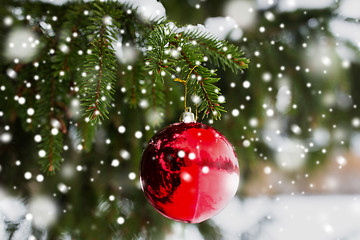 Image showing red christmas ball on fir tree branch with snow