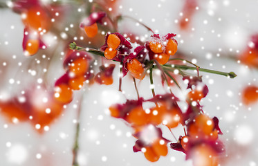 Image showing spindle or euonymus branch with fruits in winter