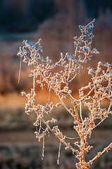 Image showing Autumn background with grass and forest covered with frost in th