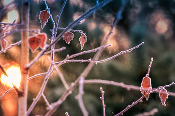 Image showing Autumn background with grass and forest covered with frost in th