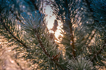 Image showing Autumn background with grass and forest covered with frost in th