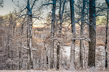 Image showing Bright winter landscape with trees in the forest at sunrise