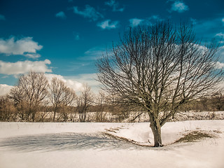 Image showing Spring landscape with a tree, shadow and clouds on a Sunny day