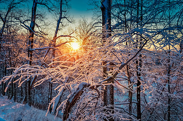 Image showing winter landscape in the forest with the morning sun