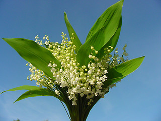 Image showing Bunch of flowers