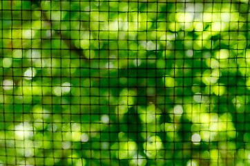 Image showing Green vegetative background through a metal lattice. Blur.