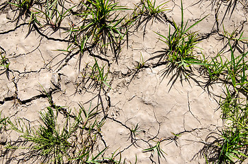 Image showing Green sprouts sprouted through the cracks in the dry land. The concept of a new life.