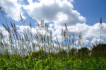 Image showing Green grass and blue sky, summer nature background.