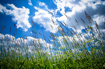 Image showing Green grass and blue sky, summer nature background.