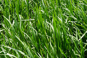 Image showing Natural natural background from a green grass on a meadow.