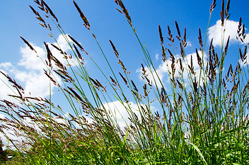 Image showing Green grass and blue sky, summer nature background.