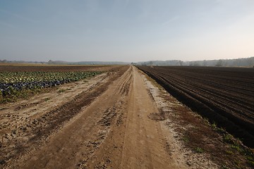 Image showing Agircutural field in late sunlight