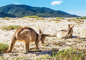 Image showing Kangaroos relax and sunbake on Australian beach