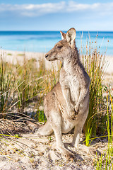 Image showing Australian kangaroo on beautiful remote beach