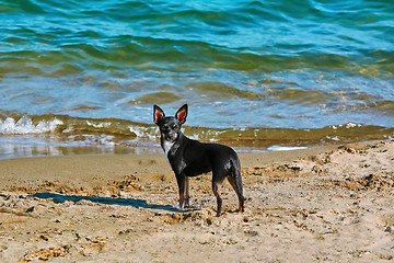 Image showing A Llittle Dog on the Beach