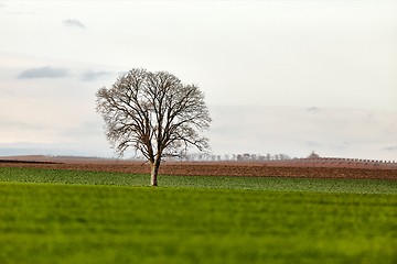 Image showing Tree on a field