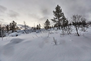 Image showing Winter Snowy Landscape