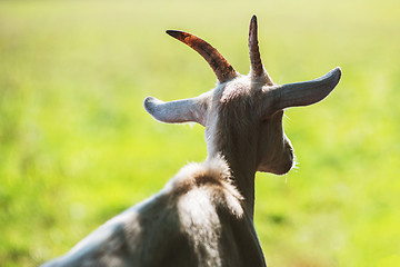 Image showing goat portrait closeup