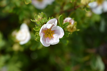 Image showing Shrubby Cinquefoil Blink