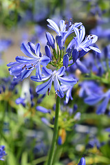 Image showing African lily Charlotte