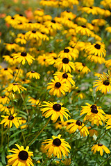 Image showing Gloriosa daisy Indian Summer