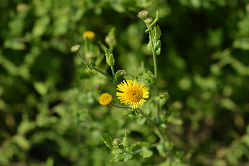 Image showing Small fleabane