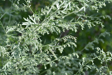 Image showing Common wormwood