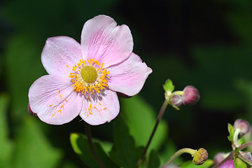 Image showing Japanese anemone