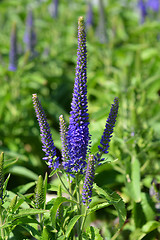 Image showing Spiked speedwell