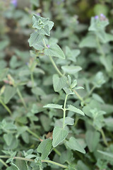 Image showing Catnip