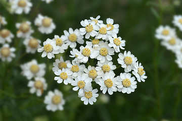 Image showing Syrian rue