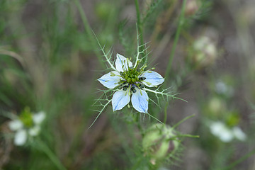 Image showing Love-in-a-mist flower