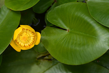 Image showing Yellow water lily