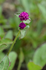 Image showing Globe amaranth Violacea