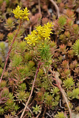 Image showing Rock stonecrop Angelina