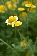 Image showing Yellow chamomile Sancti-Johannis